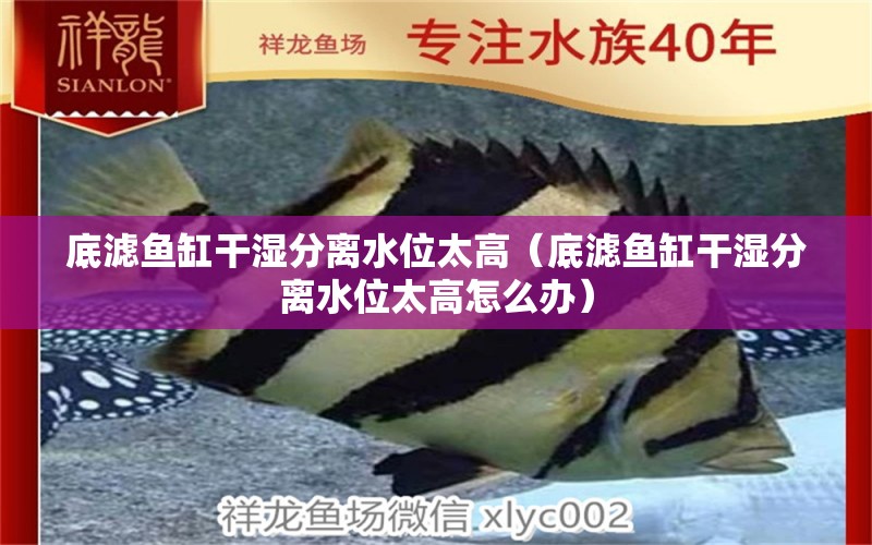 底濾魚(yú)缸干濕分離水位太高（底濾魚(yú)缸干濕分離水位太高怎么辦）