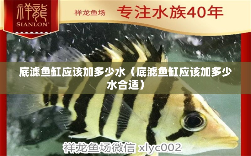 底濾魚缸應(yīng)該加多少水（底濾魚缸應(yīng)該加多少水合適） 野生埃及神仙魚