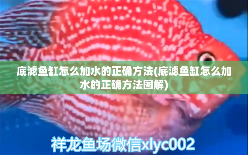 底濾魚(yú)缸怎么加水的正確方法(底濾魚(yú)缸怎么加水的正確方法圖解) 祥龍水族濾材/器材