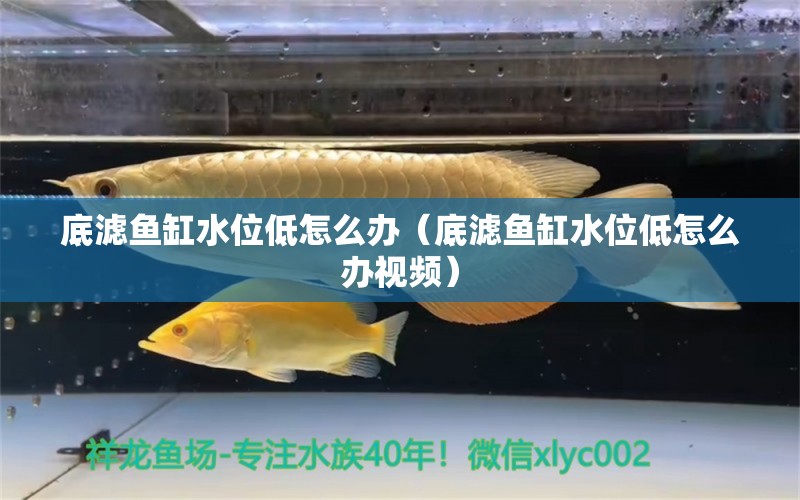 底濾魚缸水位低怎么辦（底濾魚缸水位低怎么辦視頻）