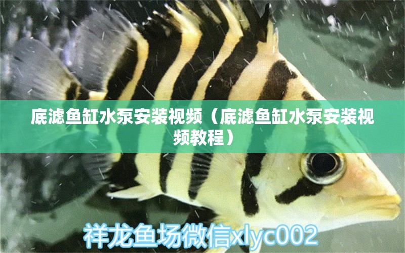 底濾魚缸水泵安裝視頻（底濾魚缸水泵安裝視頻教程）