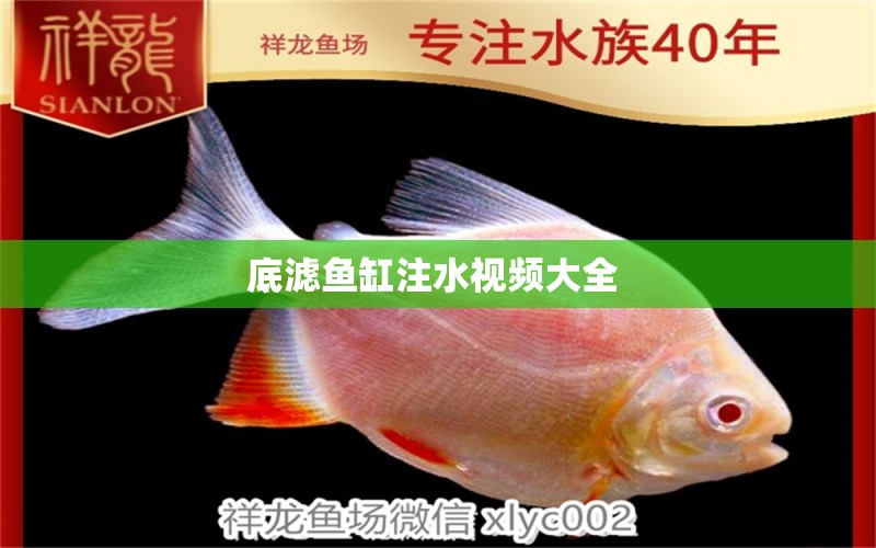 底濾魚缸注水視頻大全  名貴錦鯉魚