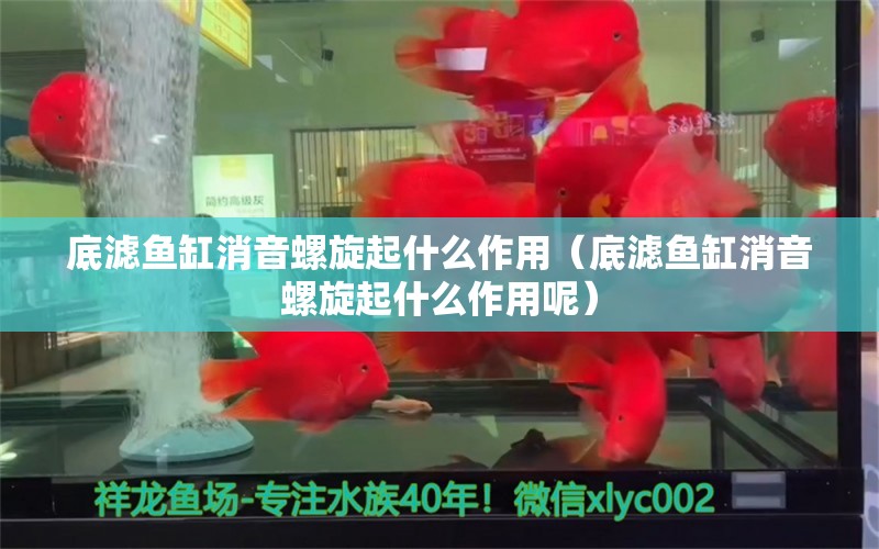 底濾魚缸消音螺旋起什么作用（底濾魚缸消音螺旋起什么作用呢）