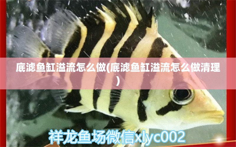 底濾魚(yú)缸溢流怎么做(底濾魚(yú)缸溢流怎么做清理)