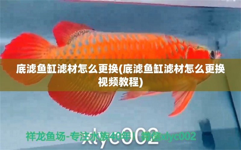 底濾魚缸濾材怎么更換(底濾魚缸濾材怎么更換視頻教程) 熊貓異形魚L46