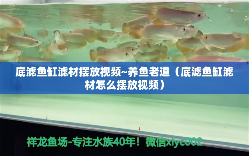 底濾魚缸濾材擺放視頻~養(yǎng)魚老道（底濾魚缸濾材怎么擺放視頻） 祥龍魚場(chǎng)