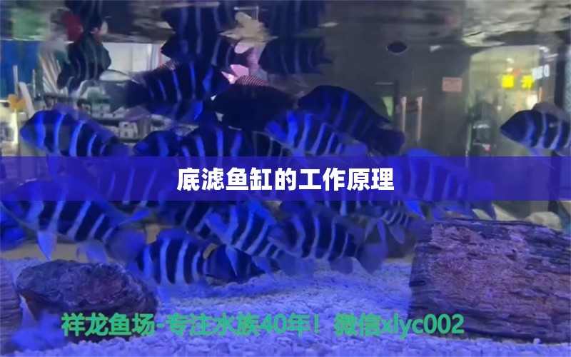 底濾魚缸的工作原理