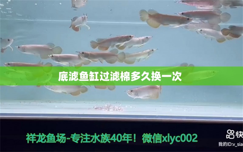 底濾魚缸過(guò)濾棉多久換一次 