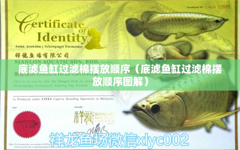 底濾魚缸過濾棉擺放順序（底濾魚缸過濾棉擺放順序圖解） 黃金夢(mèng)幻雷龍魚