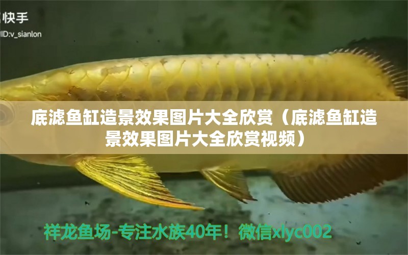 底濾魚缸造景效果圖片大全欣賞（底濾魚缸造景效果圖片大全欣賞視頻）