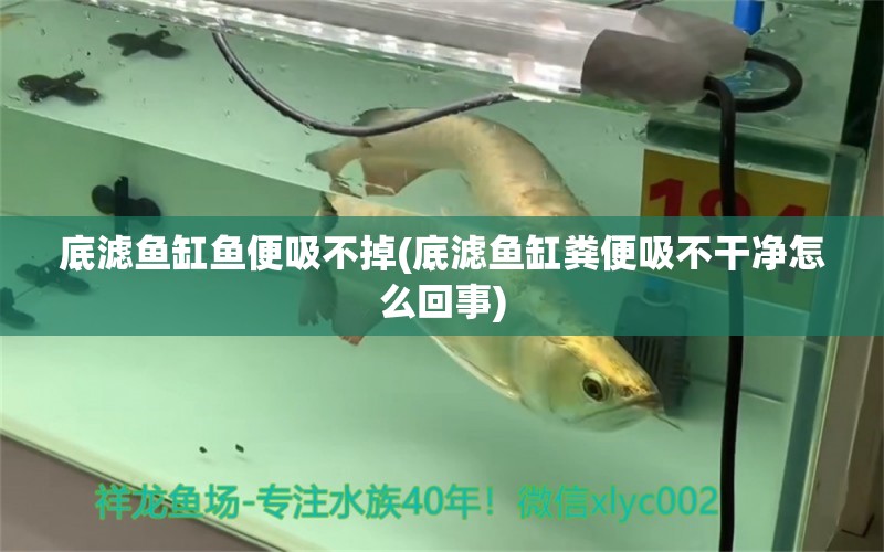 底濾魚缸魚便吸不掉(底濾魚缸糞便吸不干凈怎么回事) 福魟魟魚 第1張