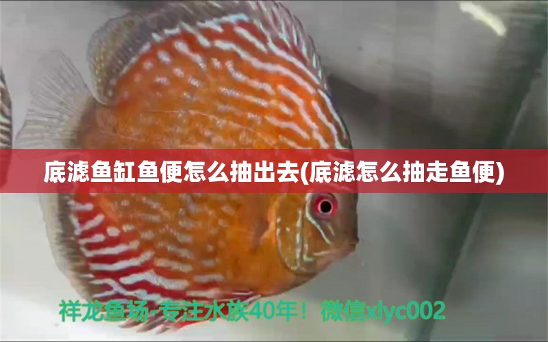 底濾魚缸魚便怎么抽出去(底濾怎么抽走魚便) 朱巴利魚