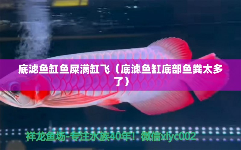 底濾魚缸魚屎滿缸飛（底濾魚缸底部魚糞太多了） 虎紋銀版魚