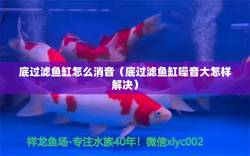 底過濾魚缸怎么消音（底過濾魚缸噪音大怎樣解決） 祥龍水族醫(yī)院