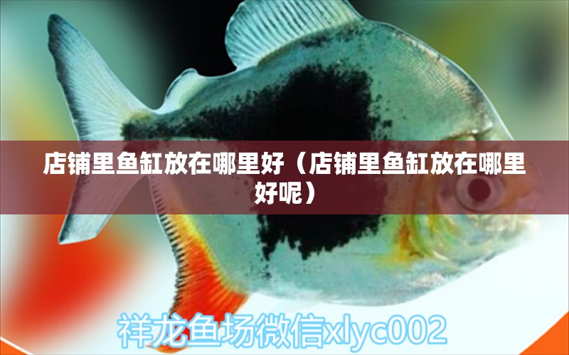 店鋪里魚缸放在哪里好（店鋪里魚缸放在哪里好呢）