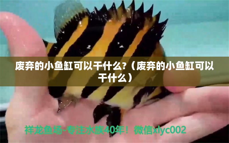 廢棄的小魚(yú)缸可以干什么?（廢棄的小魚(yú)缸可以干什么） 祥龍水族醫(yī)院