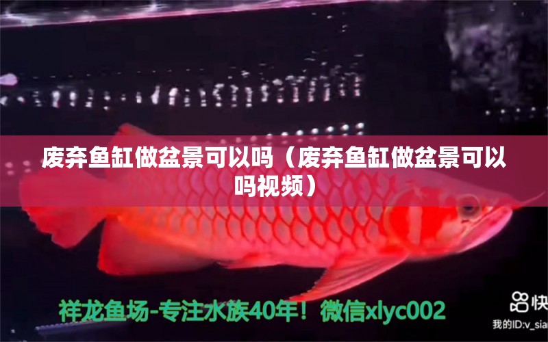 廢棄魚缸做盆景可以嗎（廢棄魚缸做盆景可以嗎視頻）