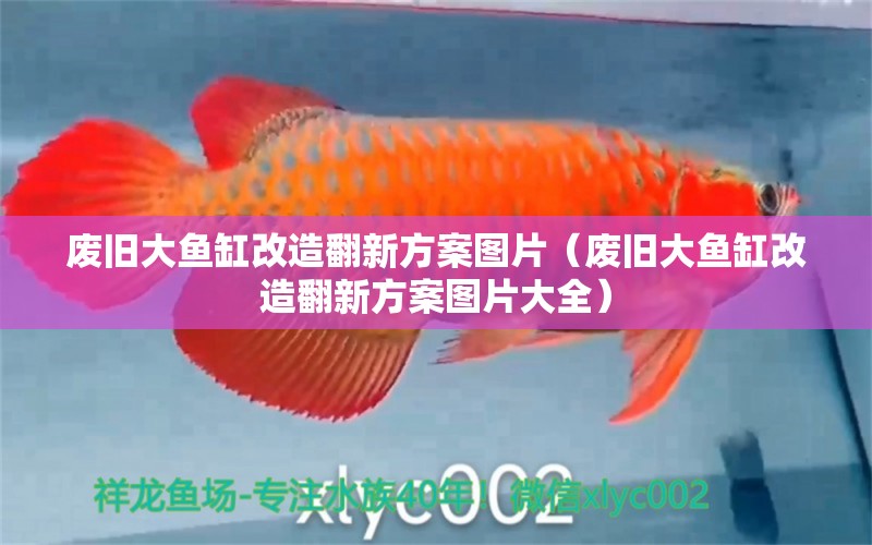 廢舊大魚缸改造翻新方案圖片（廢舊大魚缸改造翻新方案圖片大全）