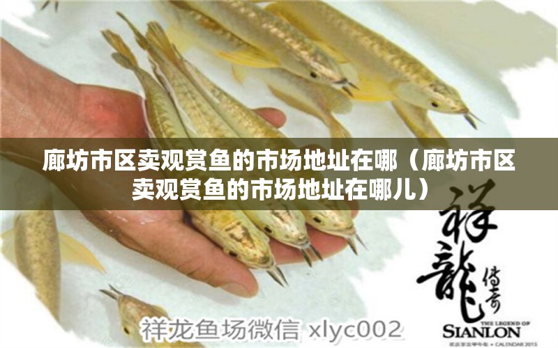 廊坊市區(qū)賣觀賞魚的市場地址在哪（廊坊市區(qū)賣觀賞魚的市場地址在哪兒） 祥龍水族醫(yī)院