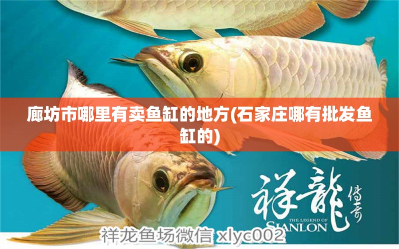 廊坊市哪里有賣魚缸的地方(石家莊哪有批發(fā)魚缸的) 虎紋銀版魚