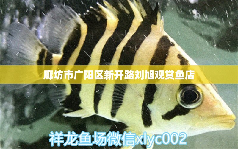 廊坊市廣陽區(qū)新開路劉旭觀賞魚店 全國(guó)水族館企業(yè)名錄