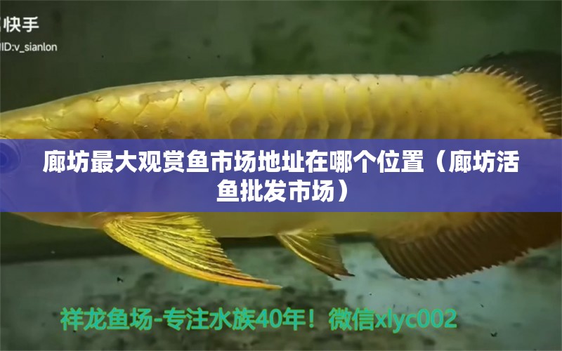 廊坊最大觀賞魚市場地址在哪個位置（廊坊活魚批發(fā)市場）