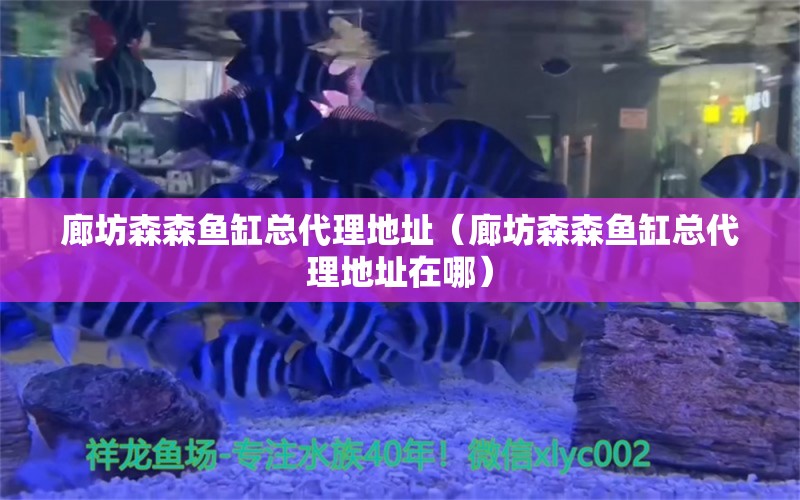 廊坊森森魚缸總代理地址（廊坊森森魚缸總代理地址在哪）