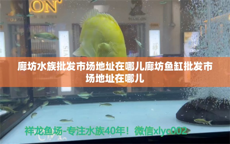 廊坊水族批發(fā)市場地址在哪兒廊坊魚缸批發(fā)市場地址在哪兒 觀賞魚水族批發(fā)市場