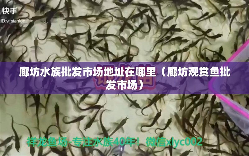 廊坊水族批發(fā)市場地址在哪里（廊坊觀賞魚批發(fā)市場）