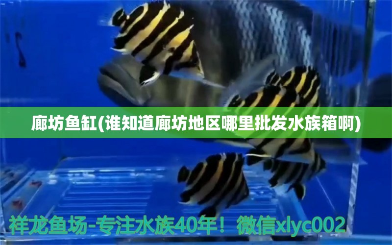 廊坊魚(yú)缸(誰(shuí)知道廊坊地區(qū)哪里批發(fā)水族箱啊)