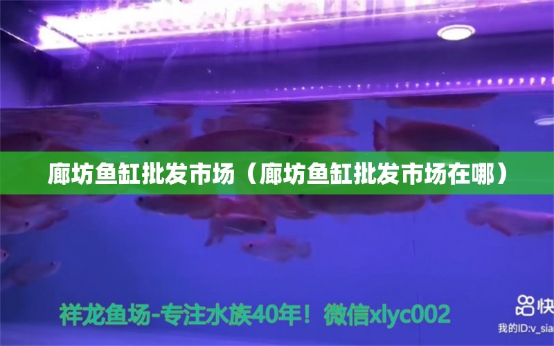 廊坊魚缸批發(fā)市場（廊坊魚缸批發(fā)市場在哪） 觀賞魚水族批發(fā)市場