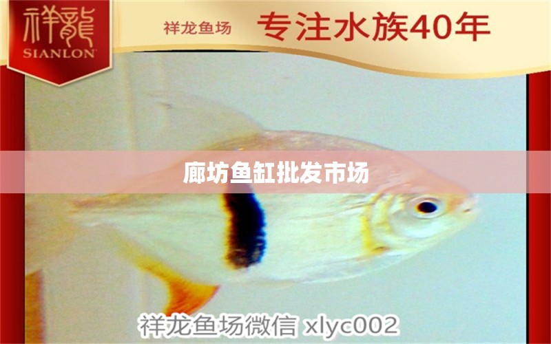 廊坊魚缸批發(fā)市場 其他品牌魚缸