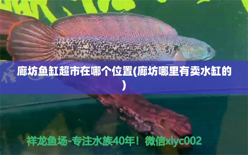 廊坊魚缸超市在哪個(gè)位置(廊坊哪里有賣水缸的) 撒旦鴨嘴魚