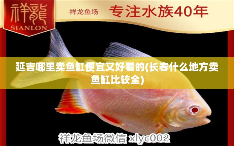 延吉哪里賣魚缸便宜又好看的(長春什么地方賣魚缸比較全) 黃金貓魚