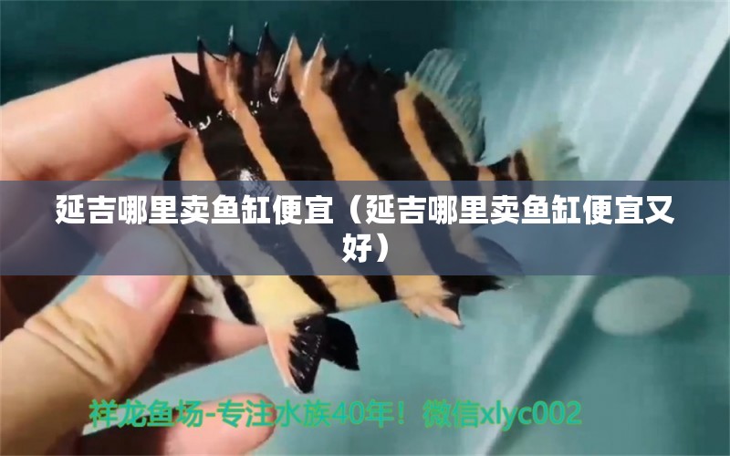 延吉哪里賣魚缸便宜（延吉哪里賣魚缸便宜又好） 其他品牌魚缸