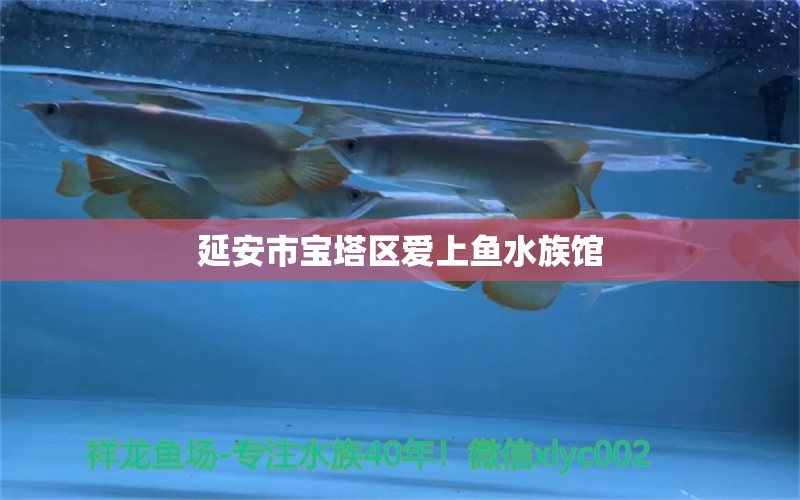 延安市寶塔區(qū)愛上魚水族館