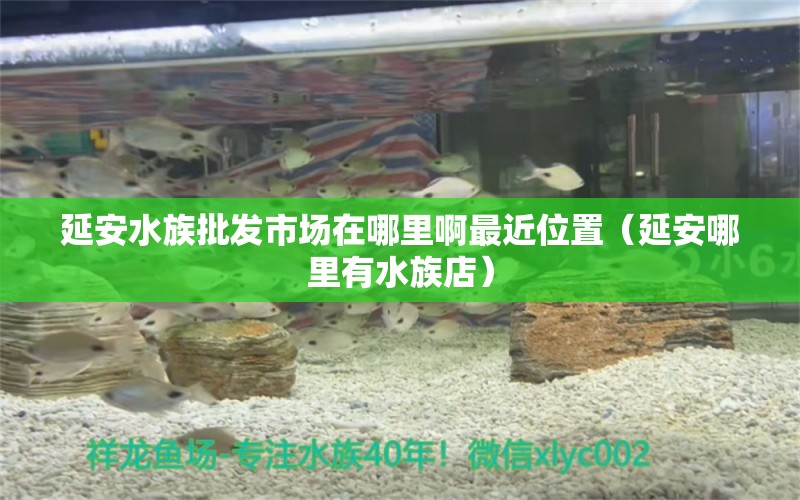 延安水族批發(fā)市場在哪里啊最近位置（延安哪里有水族店） 觀賞魚水族批發(fā)市場