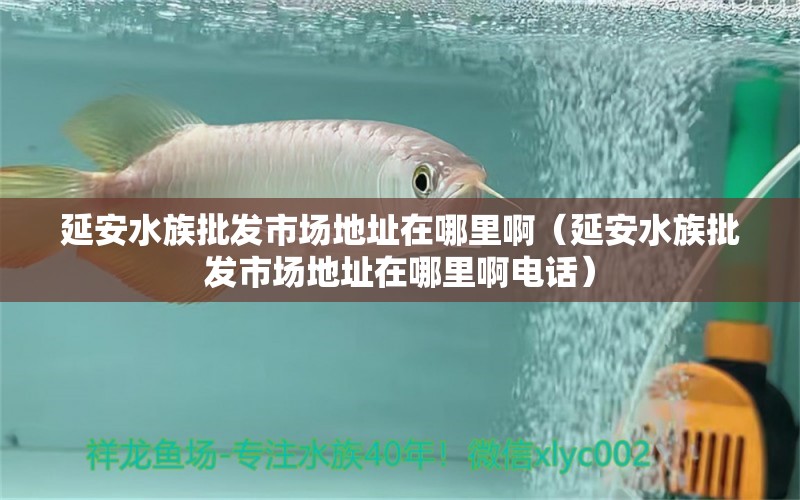 延安水族批發(fā)市場(chǎng)地址在哪里啊（延安水族批發(fā)市場(chǎng)地址在哪里啊電話）