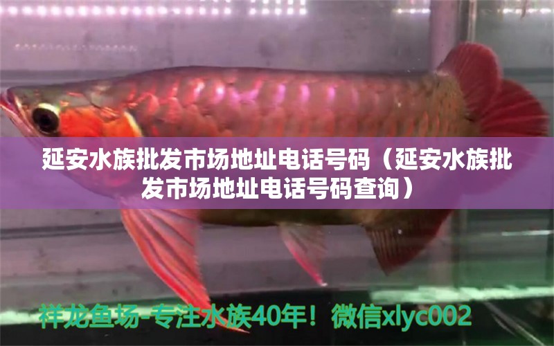 延安水族批發(fā)市場(chǎng)地址電話號(hào)碼（延安水族批發(fā)市場(chǎng)地址電話號(hào)碼查詢）