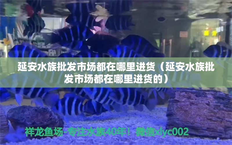 延安水族批發(fā)市場(chǎng)都在哪里進(jìn)貨（延安水族批發(fā)市場(chǎng)都在哪里進(jìn)貨的）