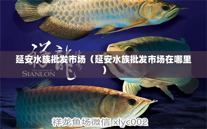 延安水族批發(fā)市場(chǎng)（延安水族批發(fā)市場(chǎng)在哪里）