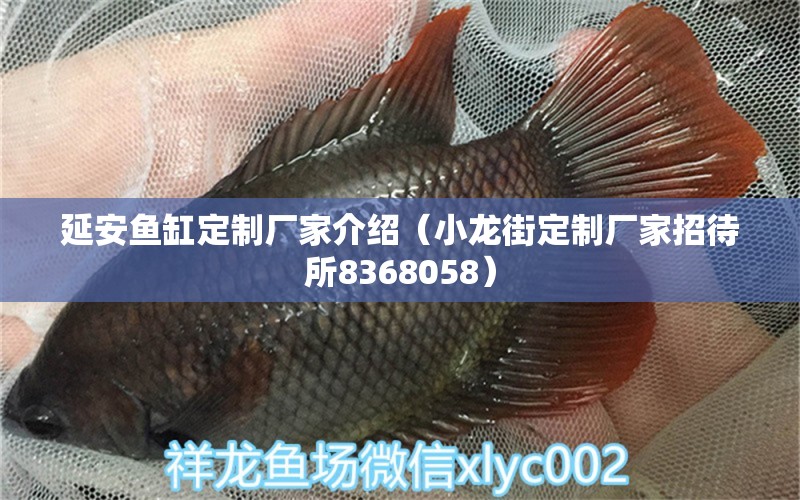 延安魚缸定制廠家介紹（小龍街定制廠家招待所8368058）