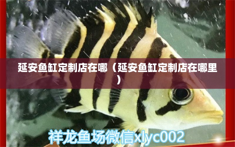 延安魚缸定制店在哪（延安魚缸定制店在哪里） 白子球鯊魚