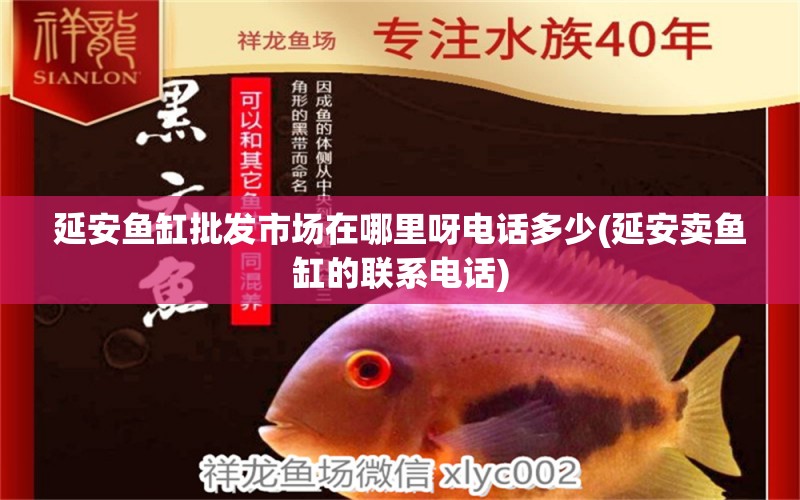 延安魚缸批發(fā)市場在哪里呀電話多少(延安賣魚缸的聯(lián)系電話) 純血皇冠黑白魟魚 第2張