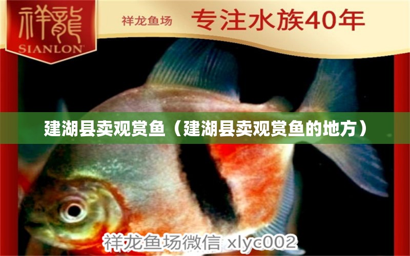 建湖縣賣觀賞魚（建湖縣賣觀賞魚的地方）