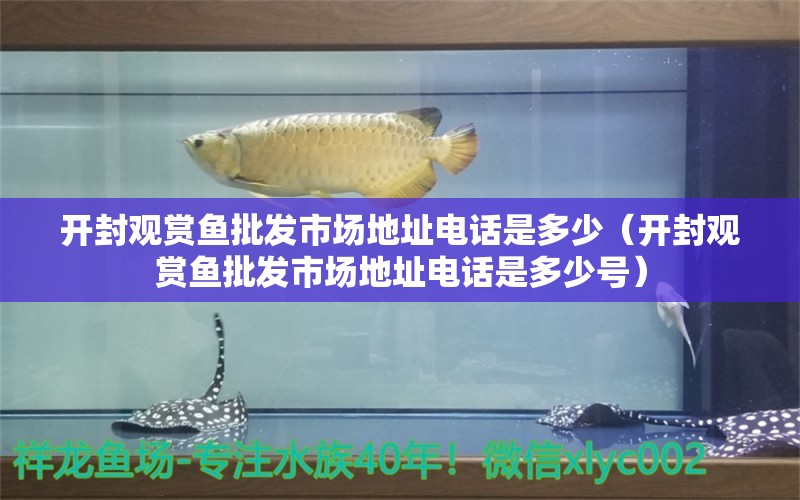 開封觀賞魚批發(fā)市場(chǎng)地址電話是多少（開封觀賞魚批發(fā)市場(chǎng)地址電話是多少號(hào)） 觀賞魚批發(fā)