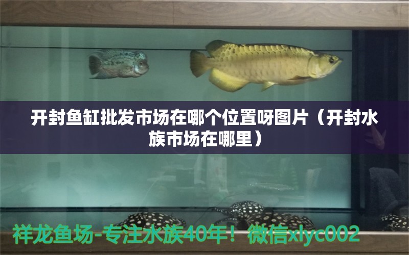 開封魚缸批發(fā)市場在哪個位置呀圖片（開封水族市場在哪里）