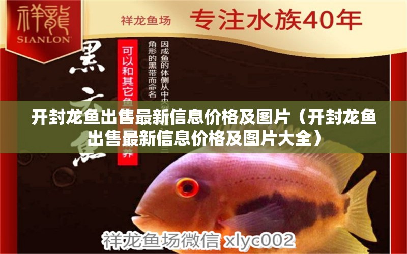 開封龍魚出售最新信息價(jià)格及圖片（開封龍魚出售最新信息價(jià)格及圖片大全）