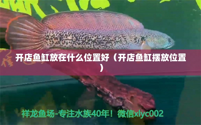 開店魚缸放在什么位置好（開店魚缸擺放位置） 非洲金鼓魚