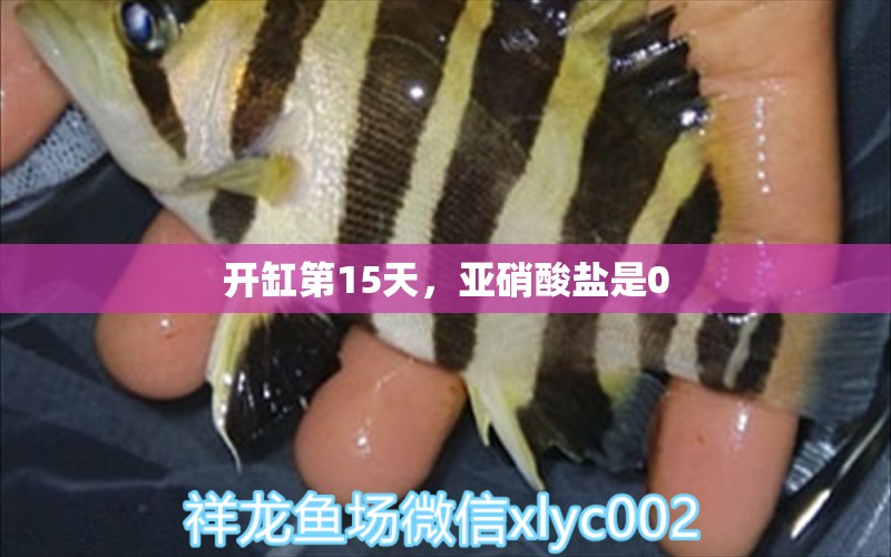 開缸第15天，亞硝酸鹽是0 觀賞魚論壇 第2張